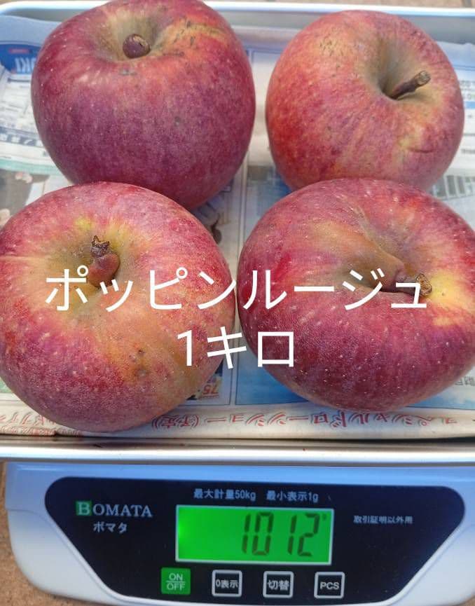 けんぼん　りんご詰め合わせ9キロ