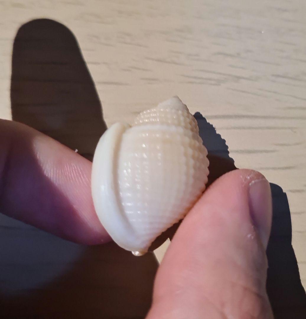 貝殻 Oocorys Lussii