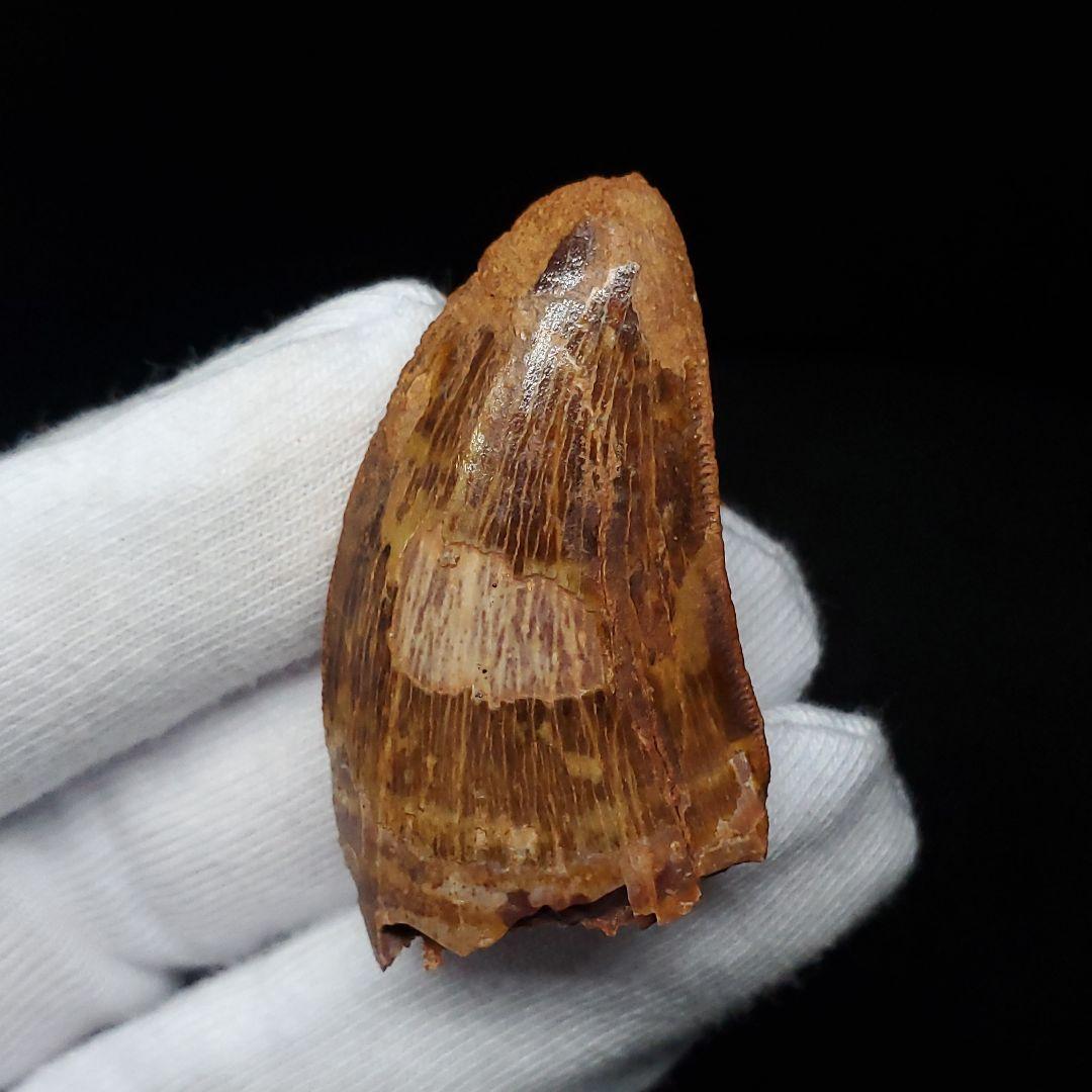 美品 カルカロドントサウルス 歯 化石 本物 42.08mm fca7