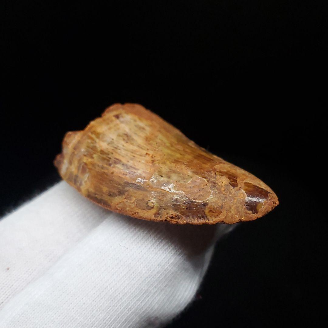 美品 カルカロドントサウルス 歯 化石 本物 42.08mm fca7