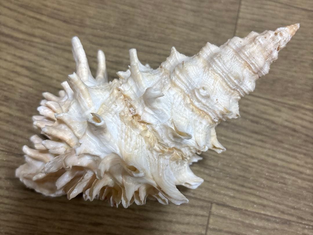 Meyo 7175　　貝殻10点