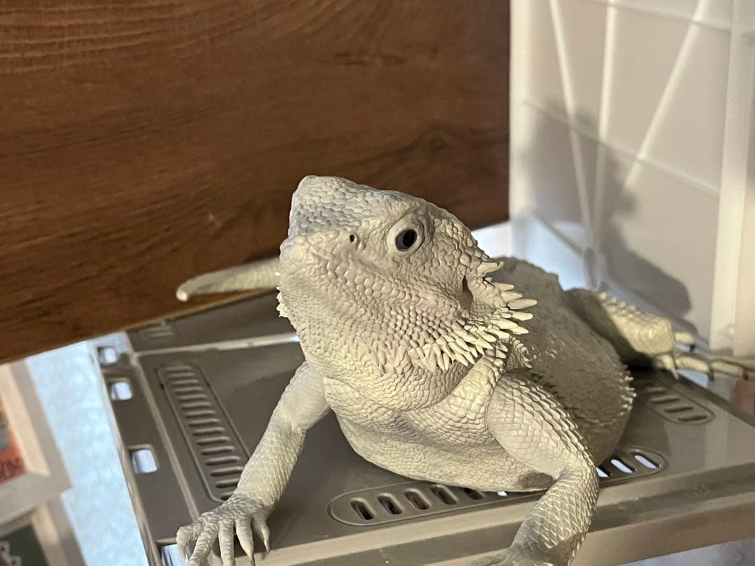 爬虫類 一番くじ A賞B賞D賞E賞ラストワン