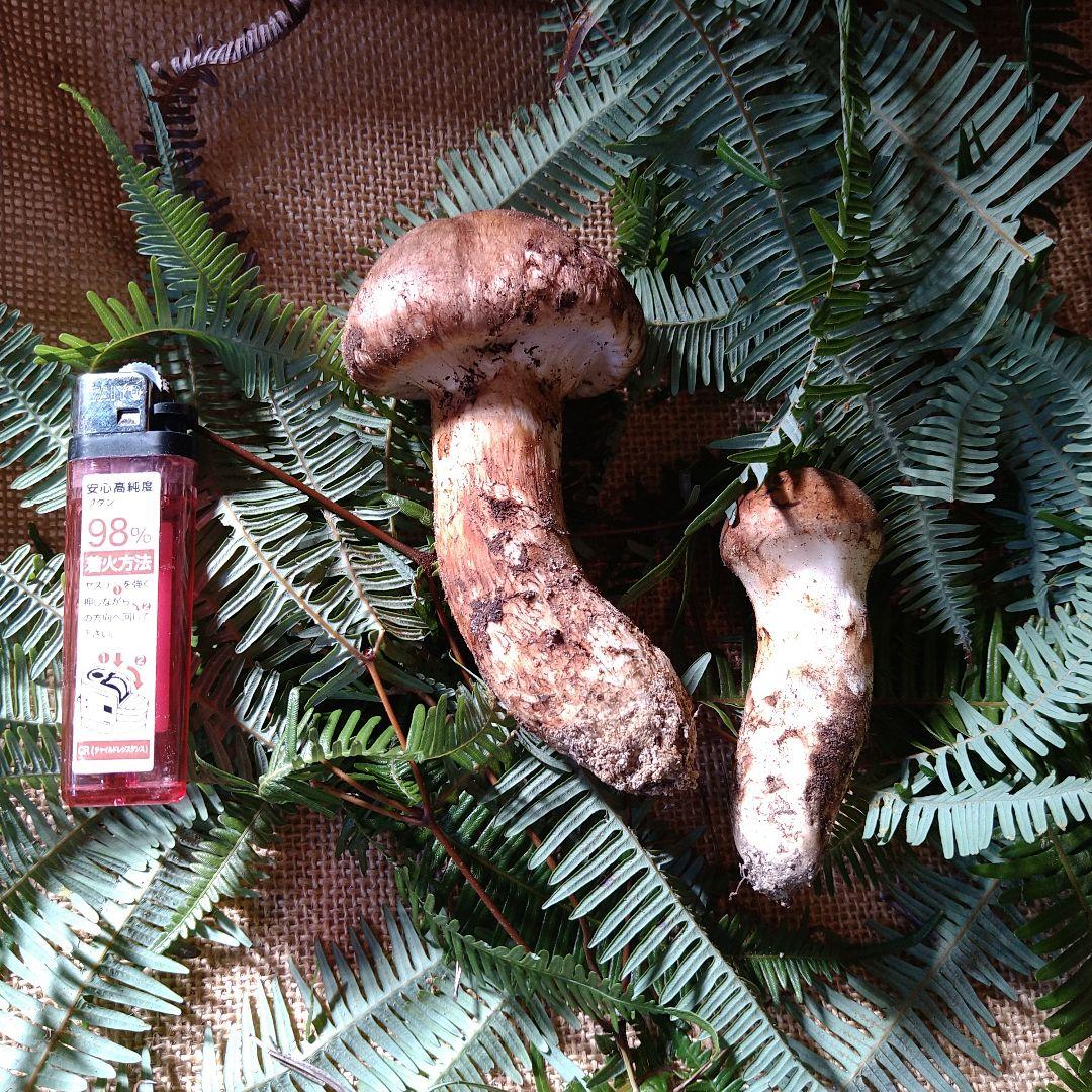 なおや様　広島県産　松茸