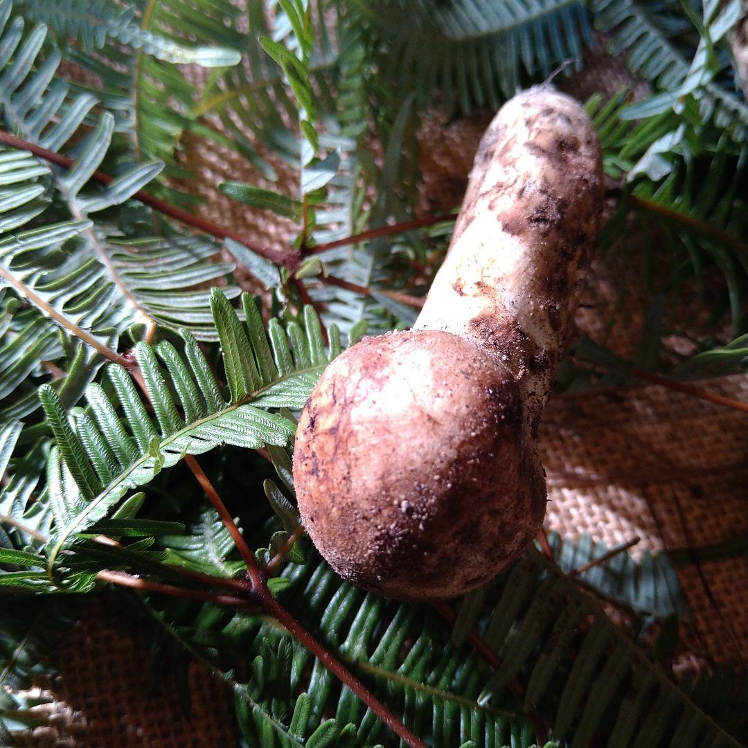 なおや様　広島県産　松茸