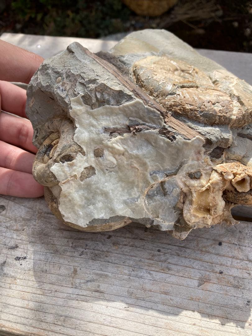 羽幌　木や結晶が混ざったアンモナイトの群生　化石　/インテリア　家具　宝石　恐竜