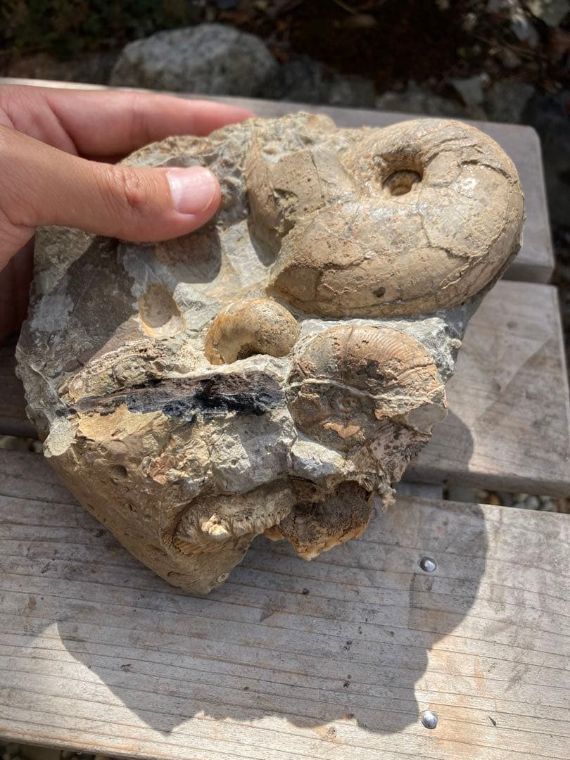 羽幌　木や結晶が混ざったアンモナイトの群生　化石　/インテリア　家具　宝石　恐竜