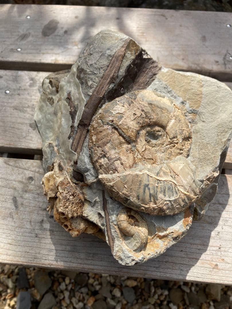 羽幌　木や結晶が混ざったアンモナイトの群生　化石　/インテリア　家具　宝石　恐竜