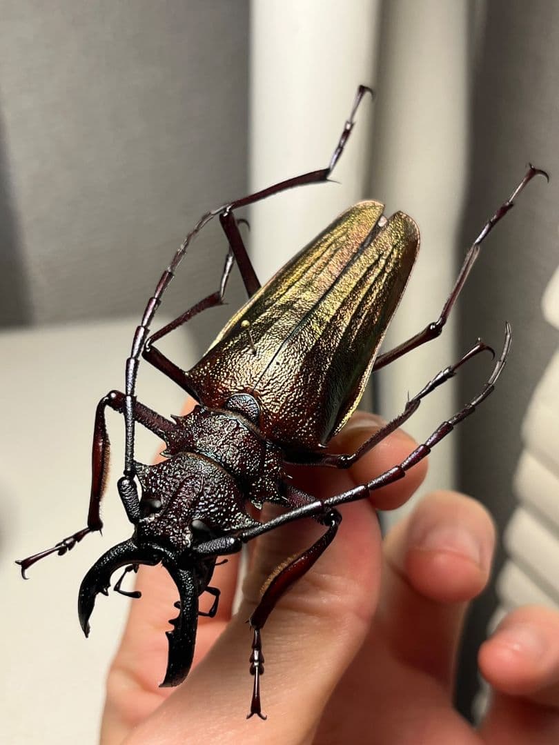 【70mm】ルリオニカミキリ ムラサキオニノコギリカミキリ 昆虫標本