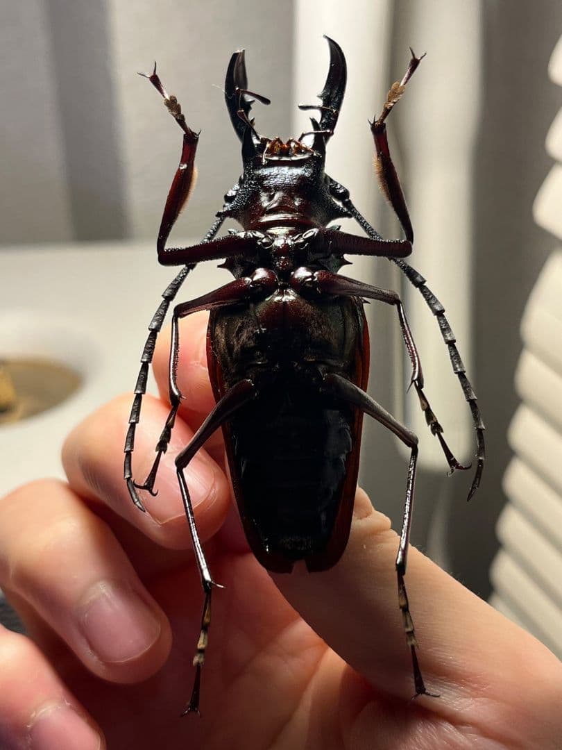 【70mm】ルリオニカミキリ ムラサキオニノコギリカミキリ 昆虫標本