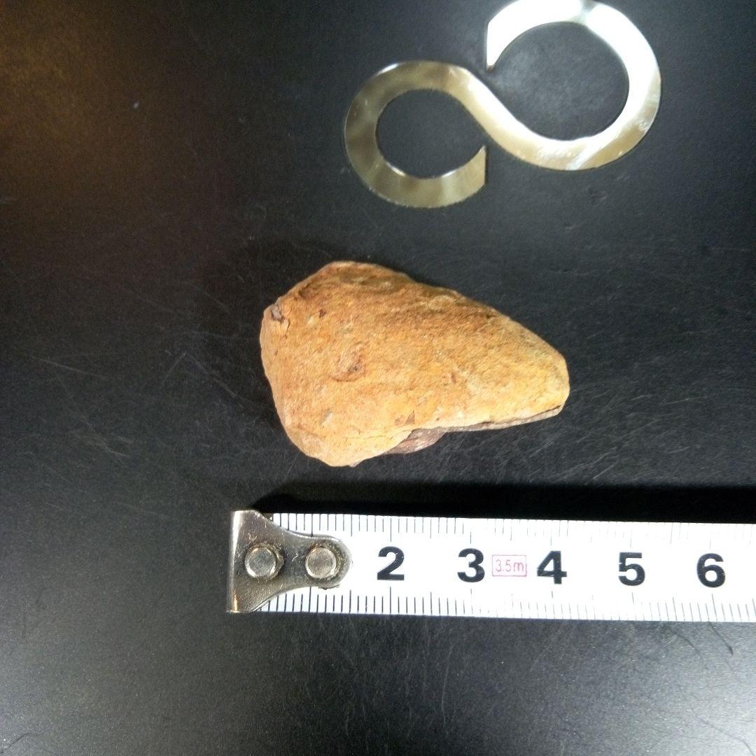 三葉虫　化石　fossil　ボリビア産　trilobite　ボリビア三葉虫郡⑧