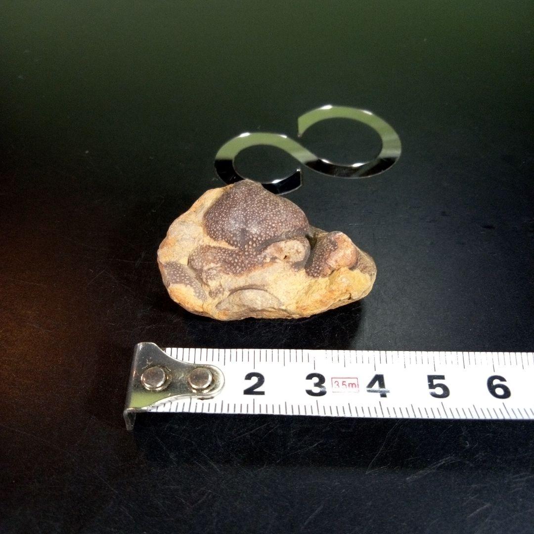 三葉虫　化石　fossil　ボリビア産　trilobite　ボリビア三葉虫郡⑧