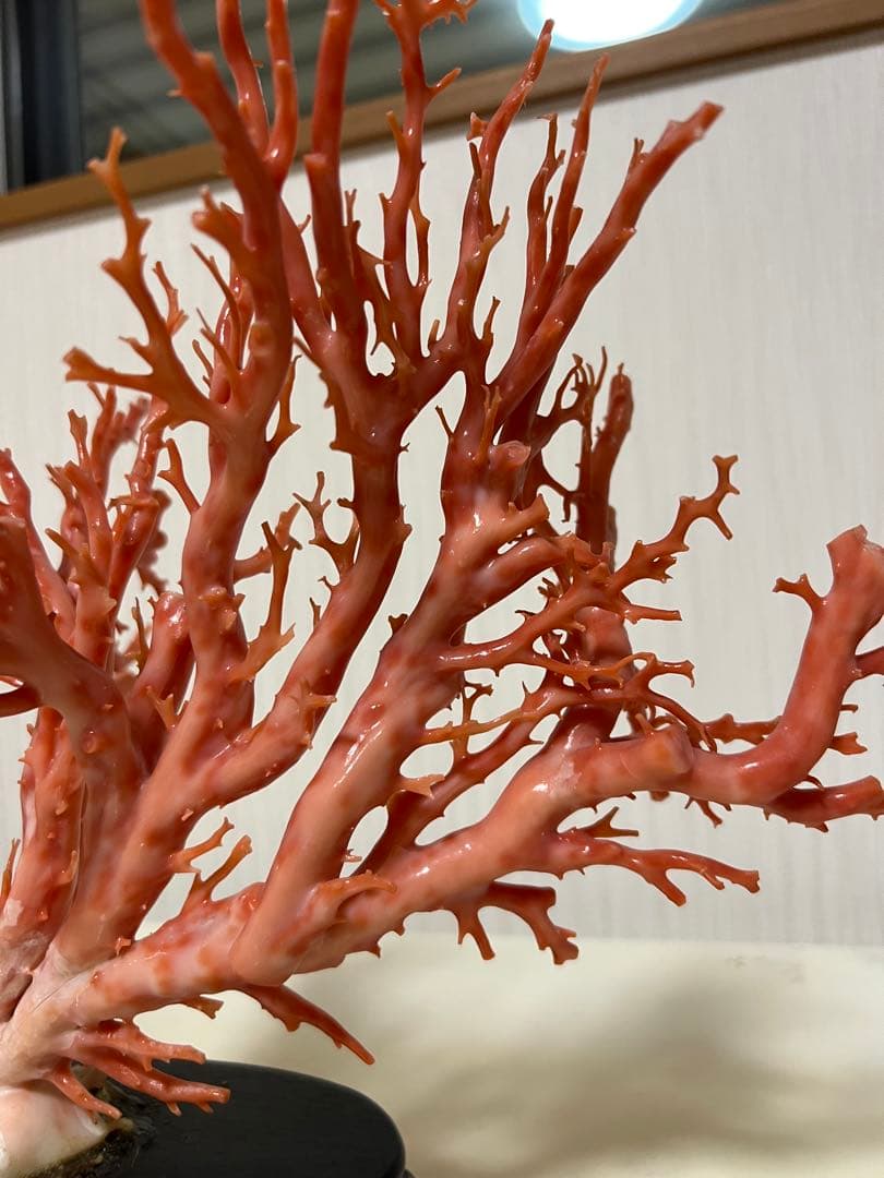 天然深海赤珊瑚　ピンク珊瑚 枝珊瑚　置物 宝石　原木　sango サンゴ　希少