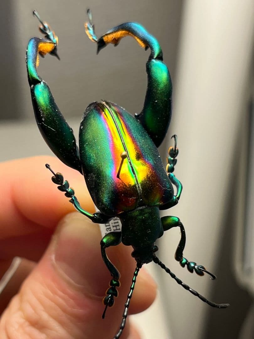 【腿太葉虫最大種】Sagra buqueti モモブトハムシプラチナコガネ標本