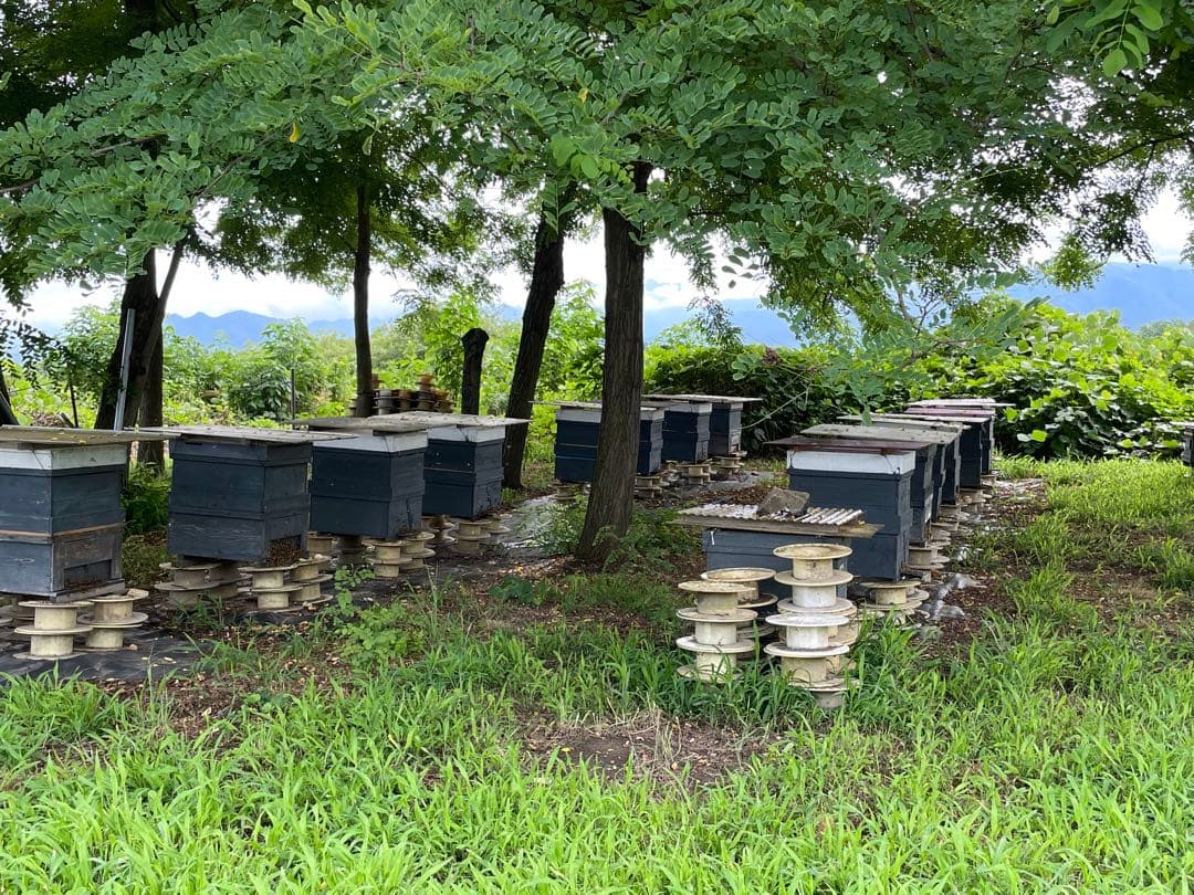 国産〈信州産〉天然はちみつ　新蜜　春【百花はちみつ】300g✖️10個