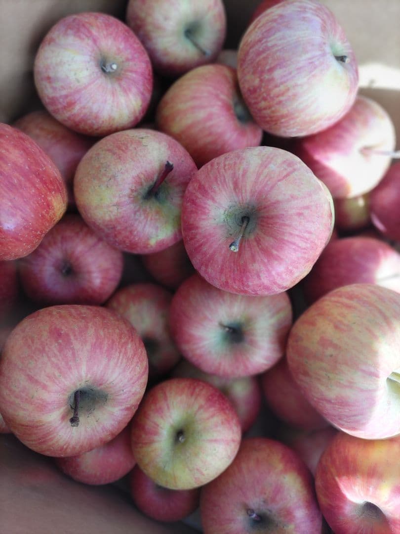 葉取らずサンフジ良品20kg以上 春になる前の値下げ中 限定残り僅か