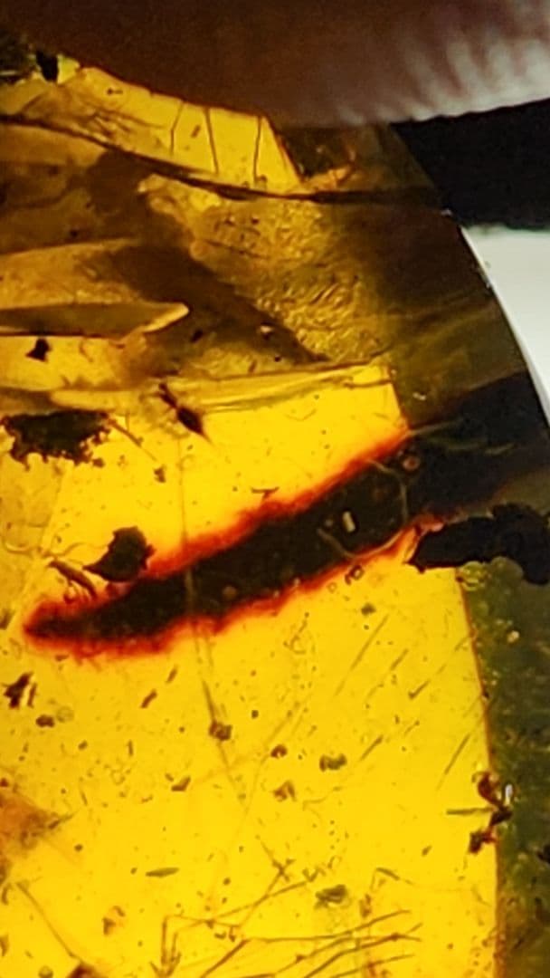 アンバー　琥珀のコレクション ダイヤモンド型フレーム付き