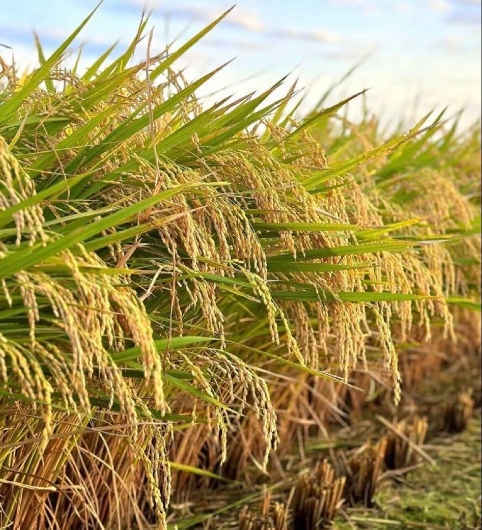 京都府　令和7年産　コシヒカリ　　20kg 農家直送