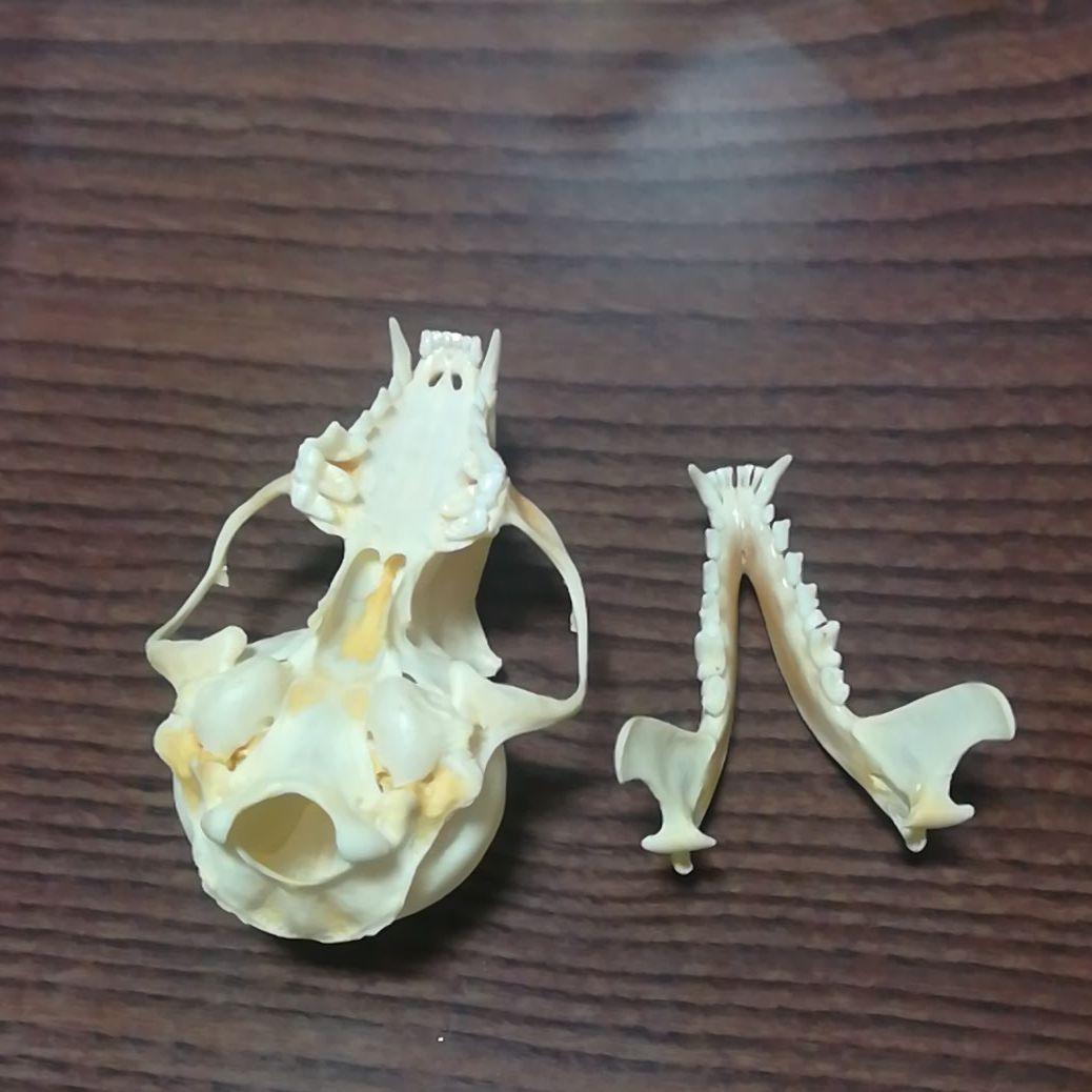 インドネシア産 ジャコウネコ