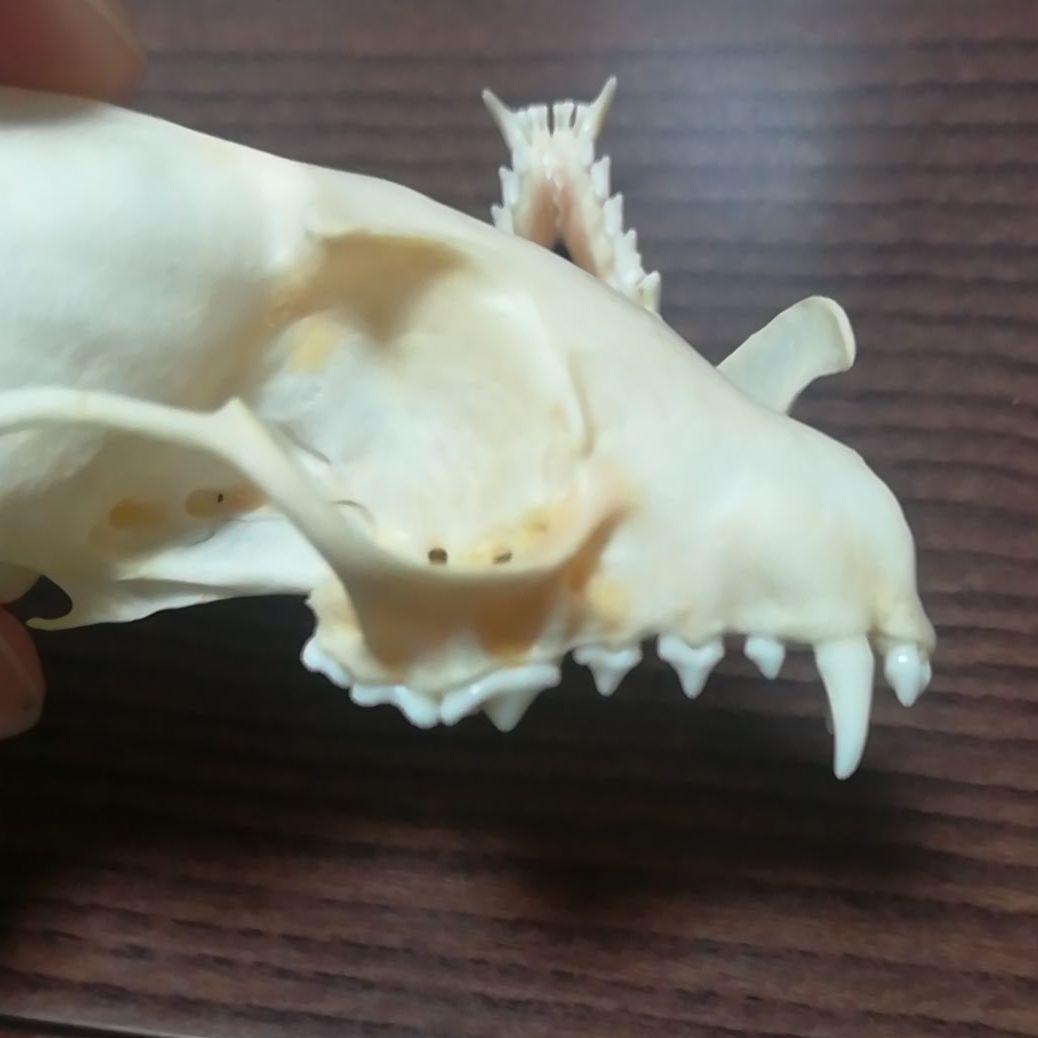 インドネシア産 ジャコウネコ