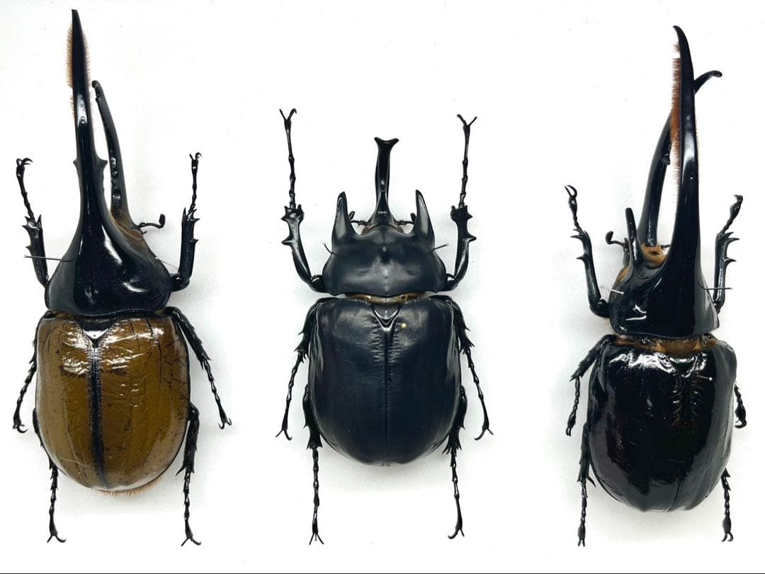 外国産カブト3種　標本　ネプチューン　リッキー　レックス（旧アクティオン）