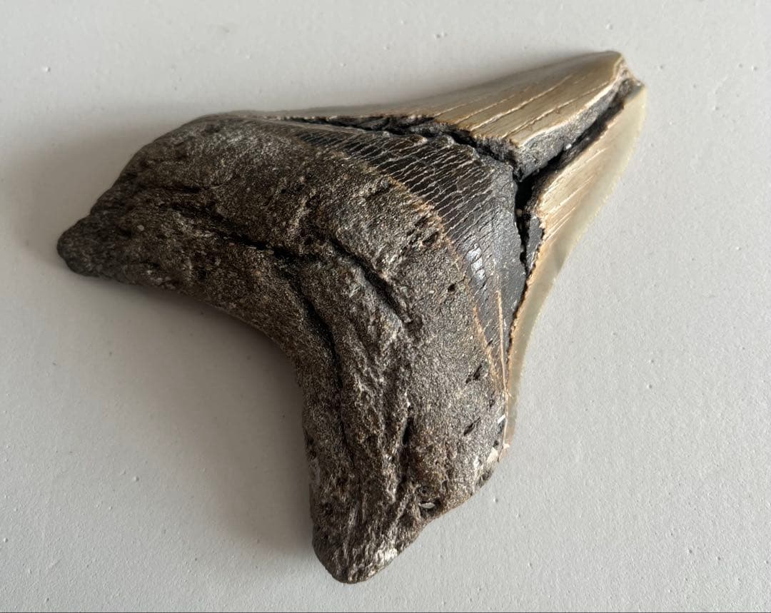 【本物】メガロドンの化石 巨大な歯 サメ 古代生物