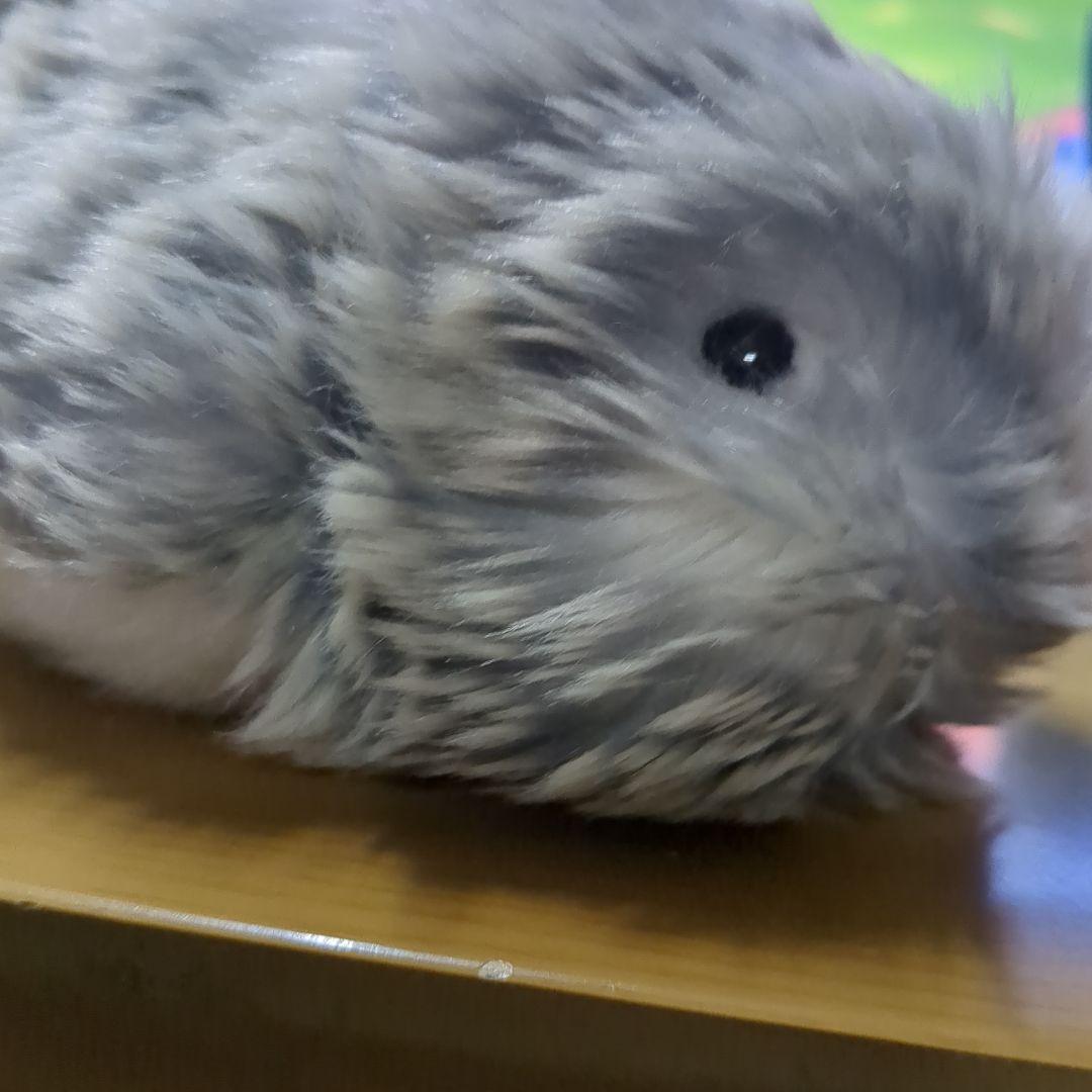 モフリン138日間ペットでした