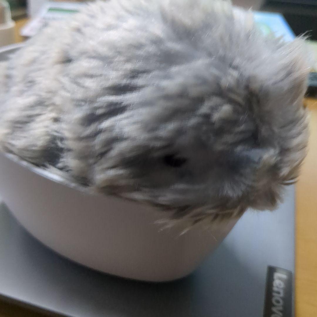 モフリン138日間ペットでした