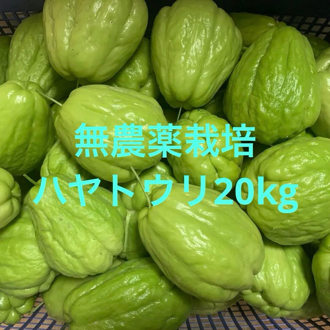 今期最終 無農薬 種用にも！採れたて新鮮！大玉ツヤツヤハヤトウリ20kg（緑）