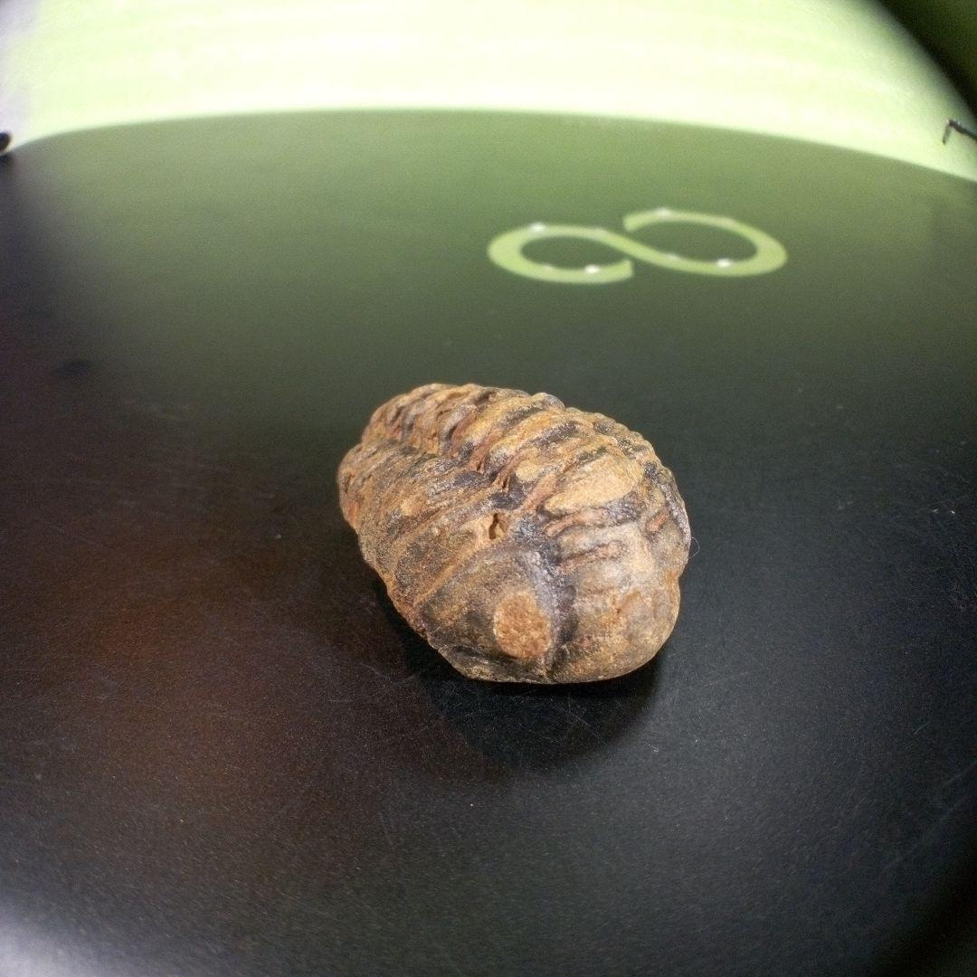 三葉虫　化石　fossil　海　ボリビア産　trilobite　海生動物種別③