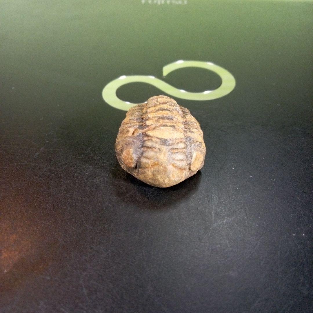 三葉虫　化石　fossil　海　ボリビア産　trilobite　海生動物種別③