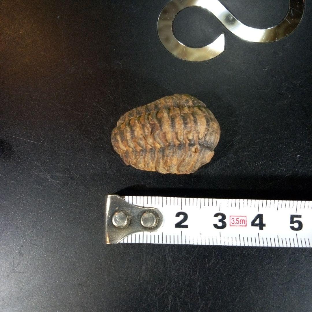 三葉虫　化石　fossil　海　ボリビア産　trilobite　海生動物種別③