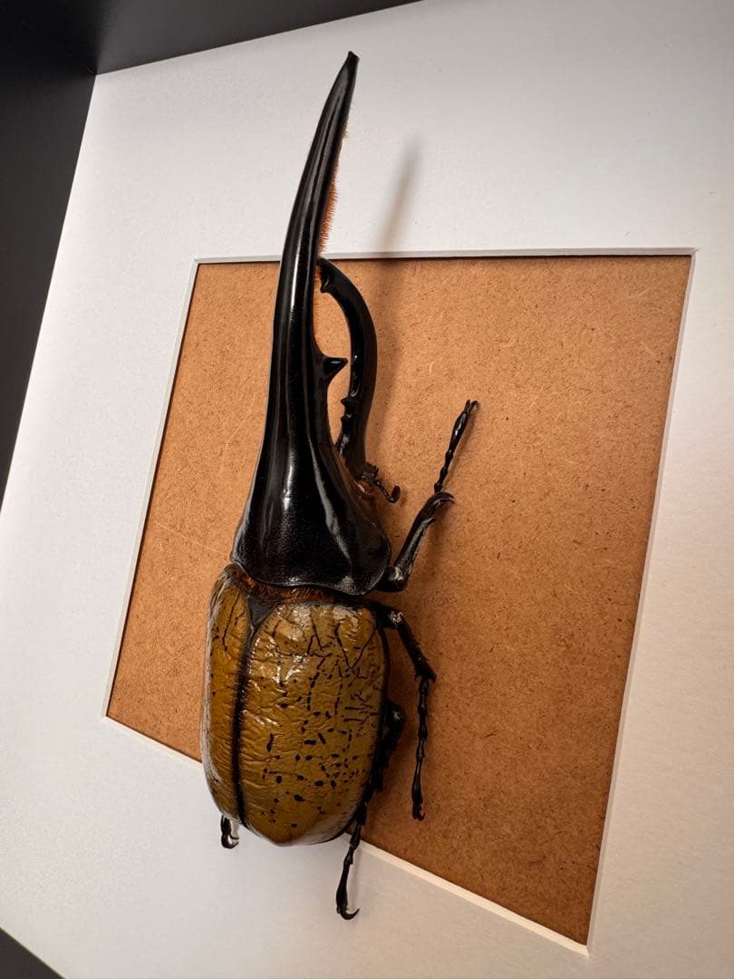 ヘラクレスオオカブト　壁掛け標本