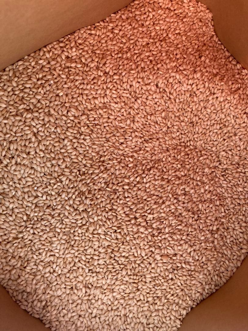 【送料別】令和7年栃木県佐野市産きぬはなもち（餅米）玄米30kg