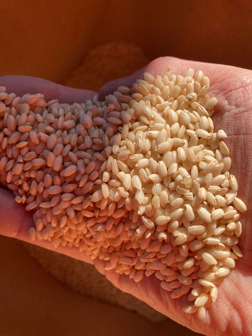 【送料別】令和7年栃木県佐野市産きぬはなもち（餅米）玄米30kg