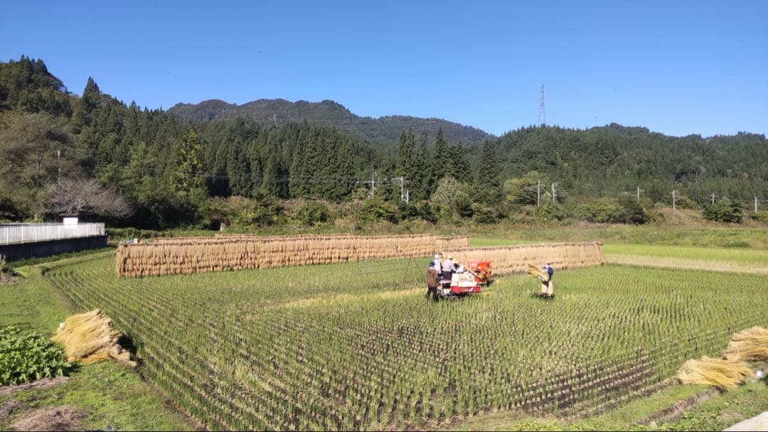 青森県産　はれわたり10㎏　【天日干し米】