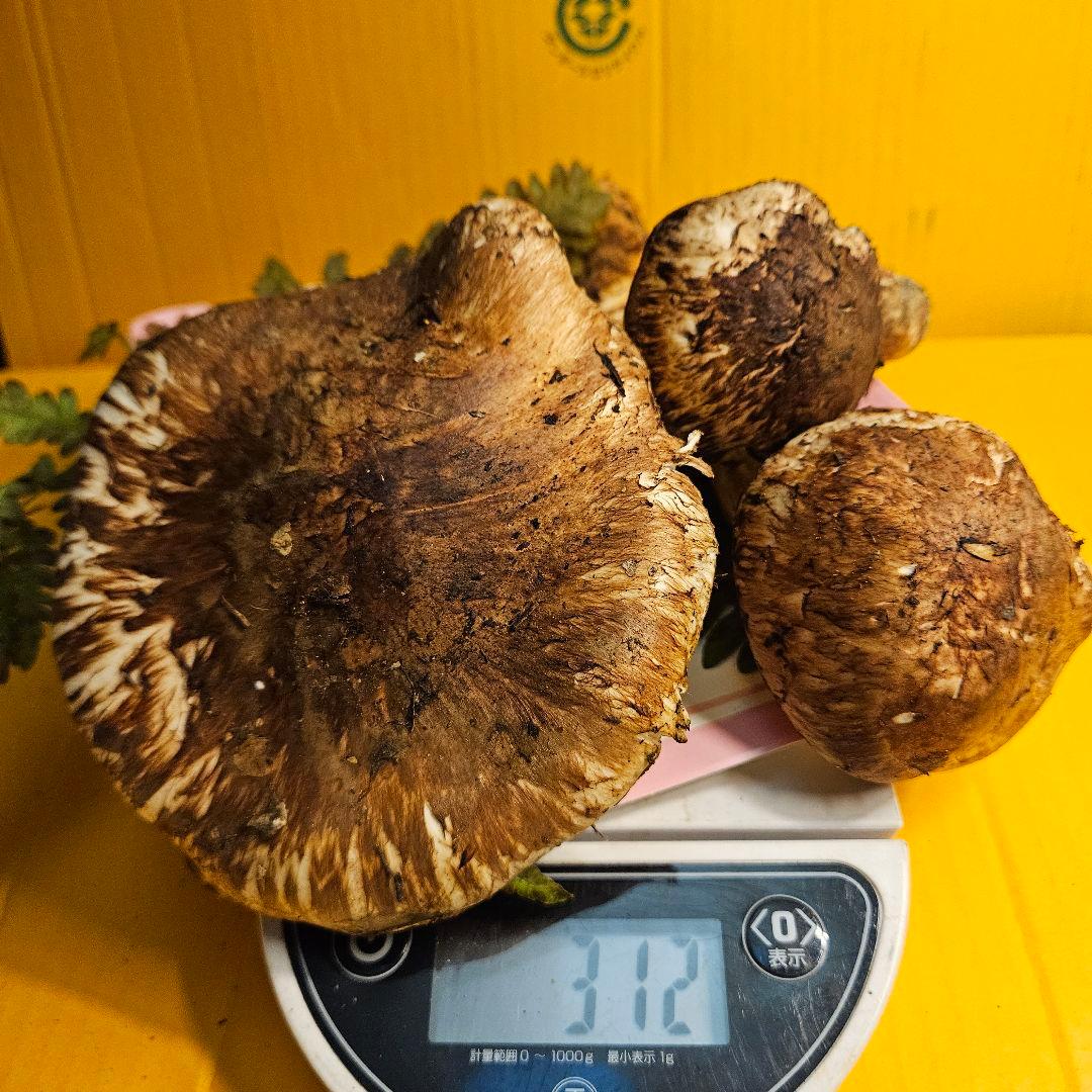 岩手県産松茸 ヒラキ 312g 訳あり