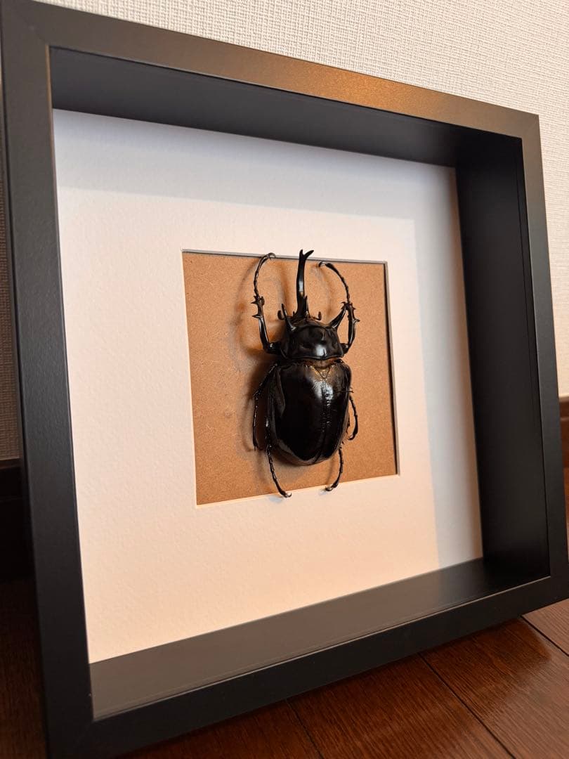 マルスゾウカブト　壁掛け標本