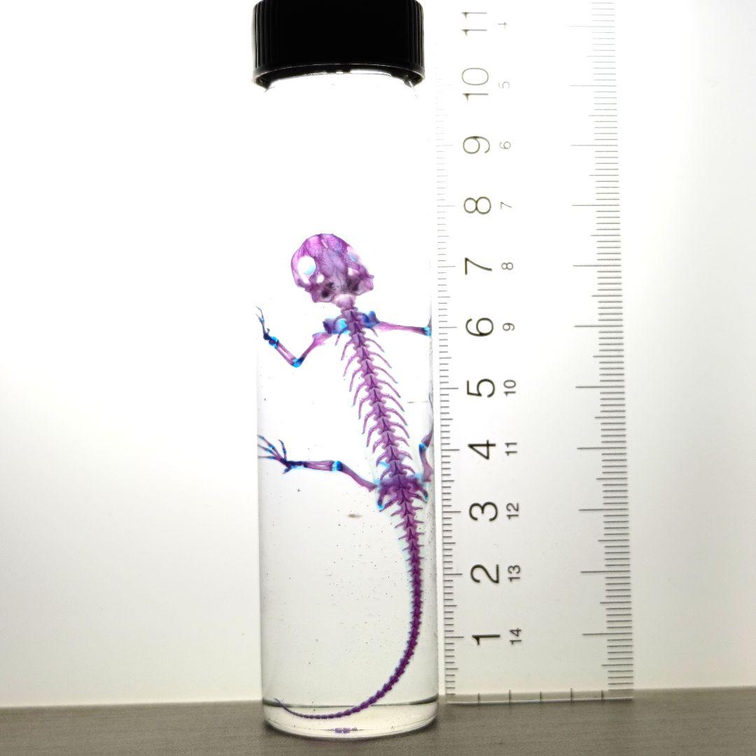 極美品【1点物】アカハライモリ① 8-9cm 50ml