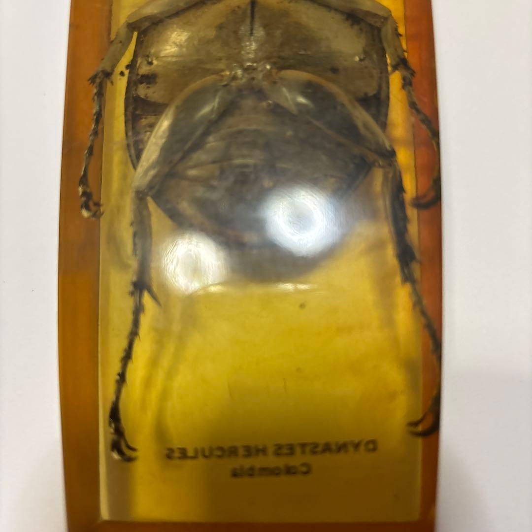 ヘラクレスオオカブト　標本　琥珀樹脂