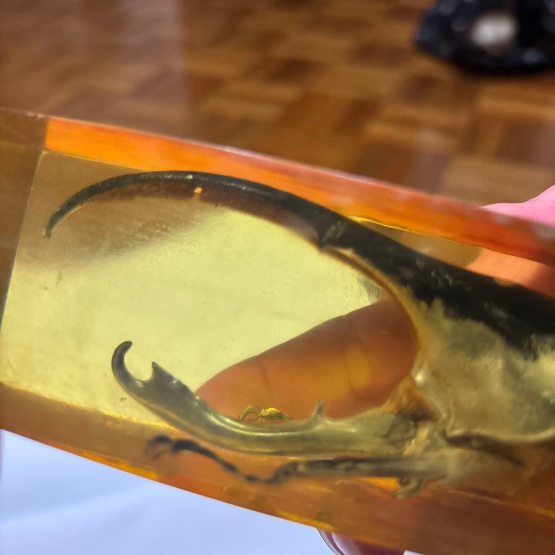 ヘラクレスオオカブト　標本　琥珀樹脂