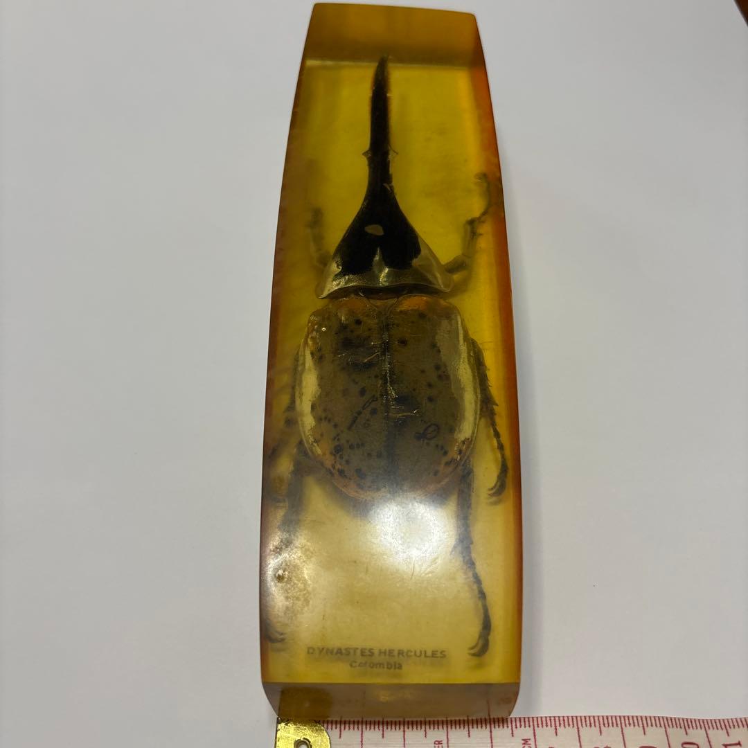 ヘラクレスオオカブト　標本　琥珀樹脂