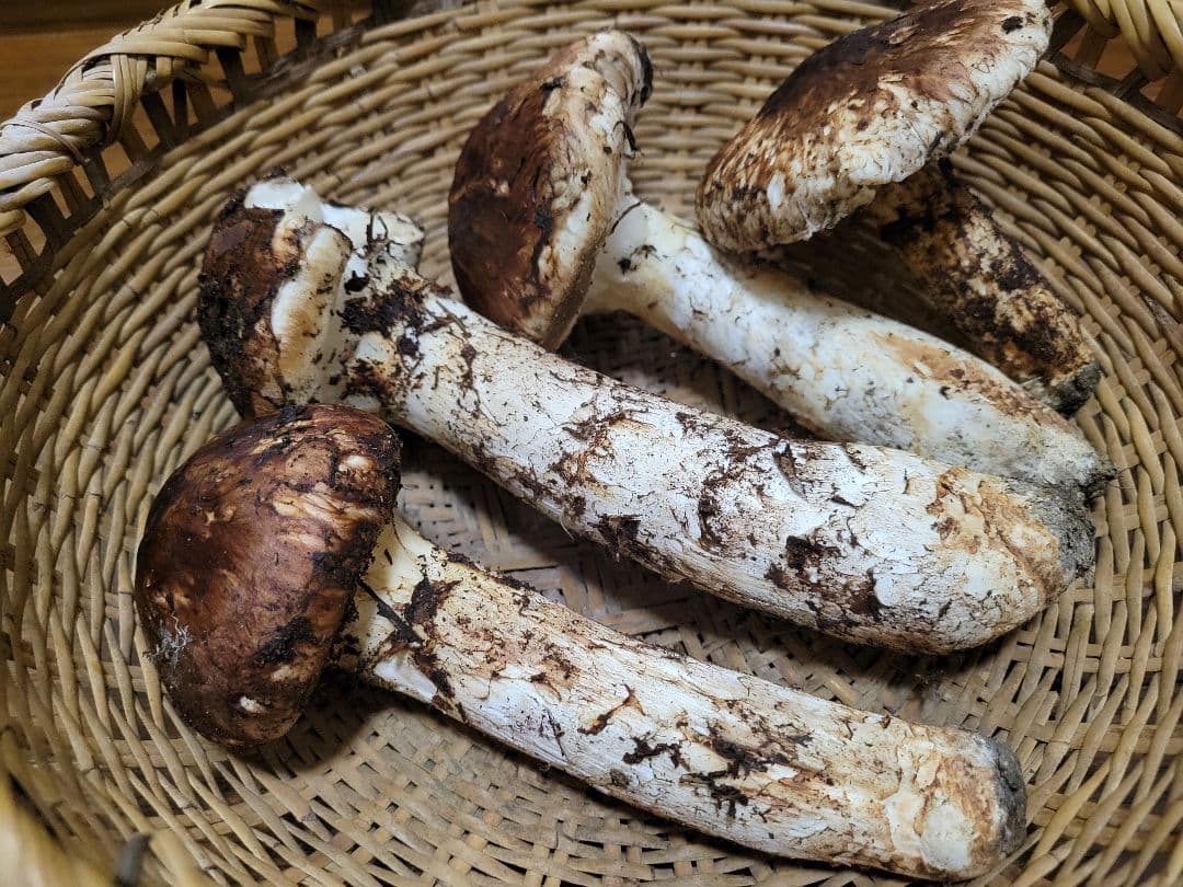 極上　国産　岩手県産　松茸　450g