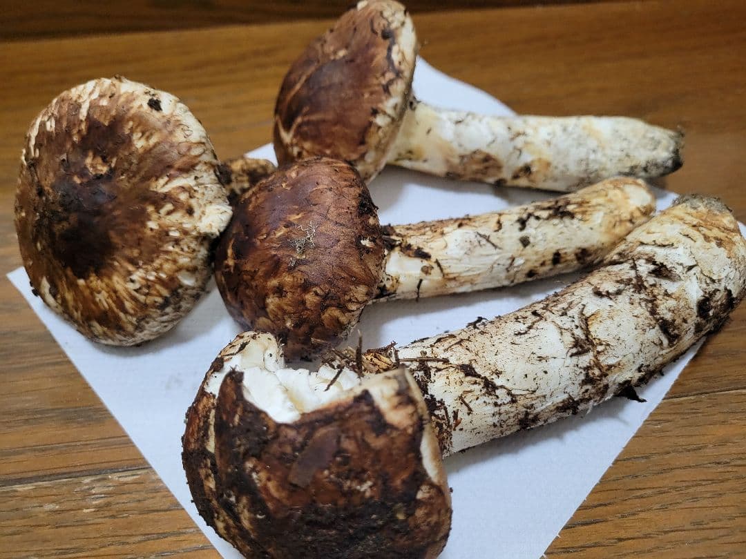 極上　国産　岩手県産　松茸　450g