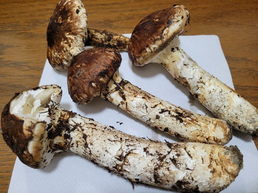 極上　国産　岩手県産　松茸　450g