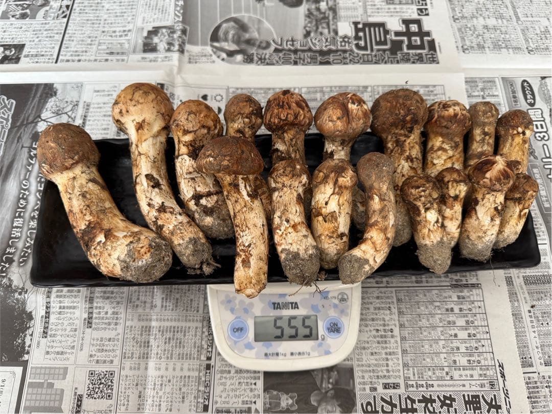 松茸　北海道　550g 送料込　②