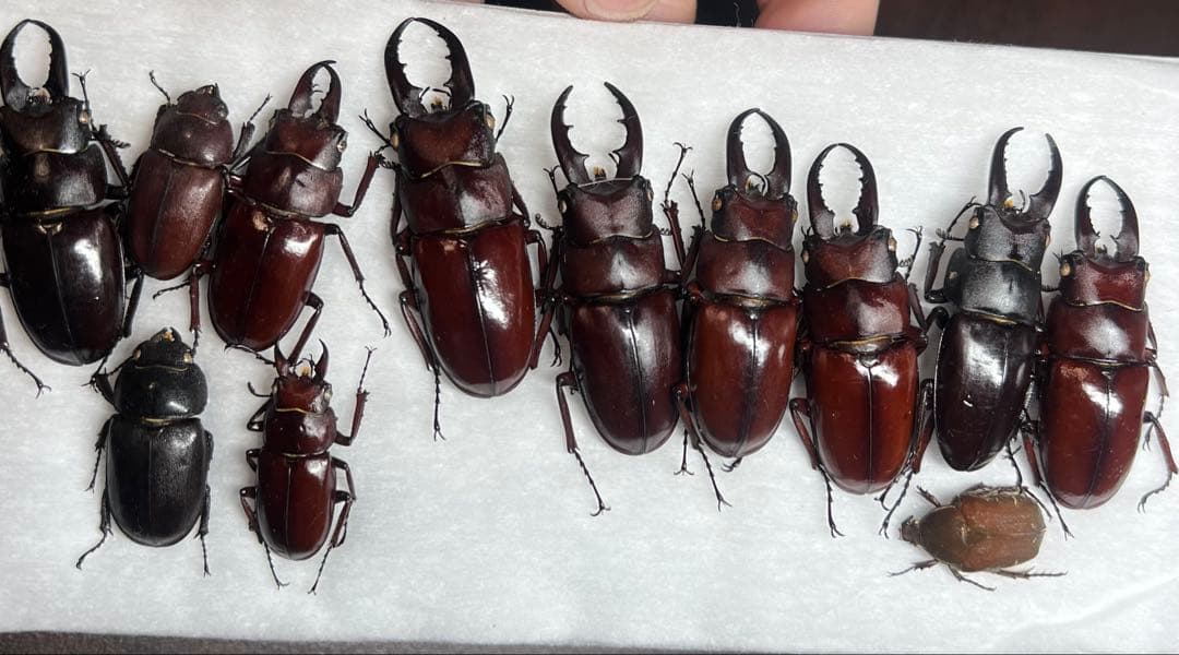 ★超貴重★イヘヤノコギリクワガタ特大標本セット