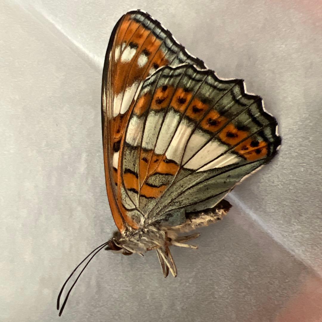 オオイチモンジチョウ　モンゴル産9頭セット