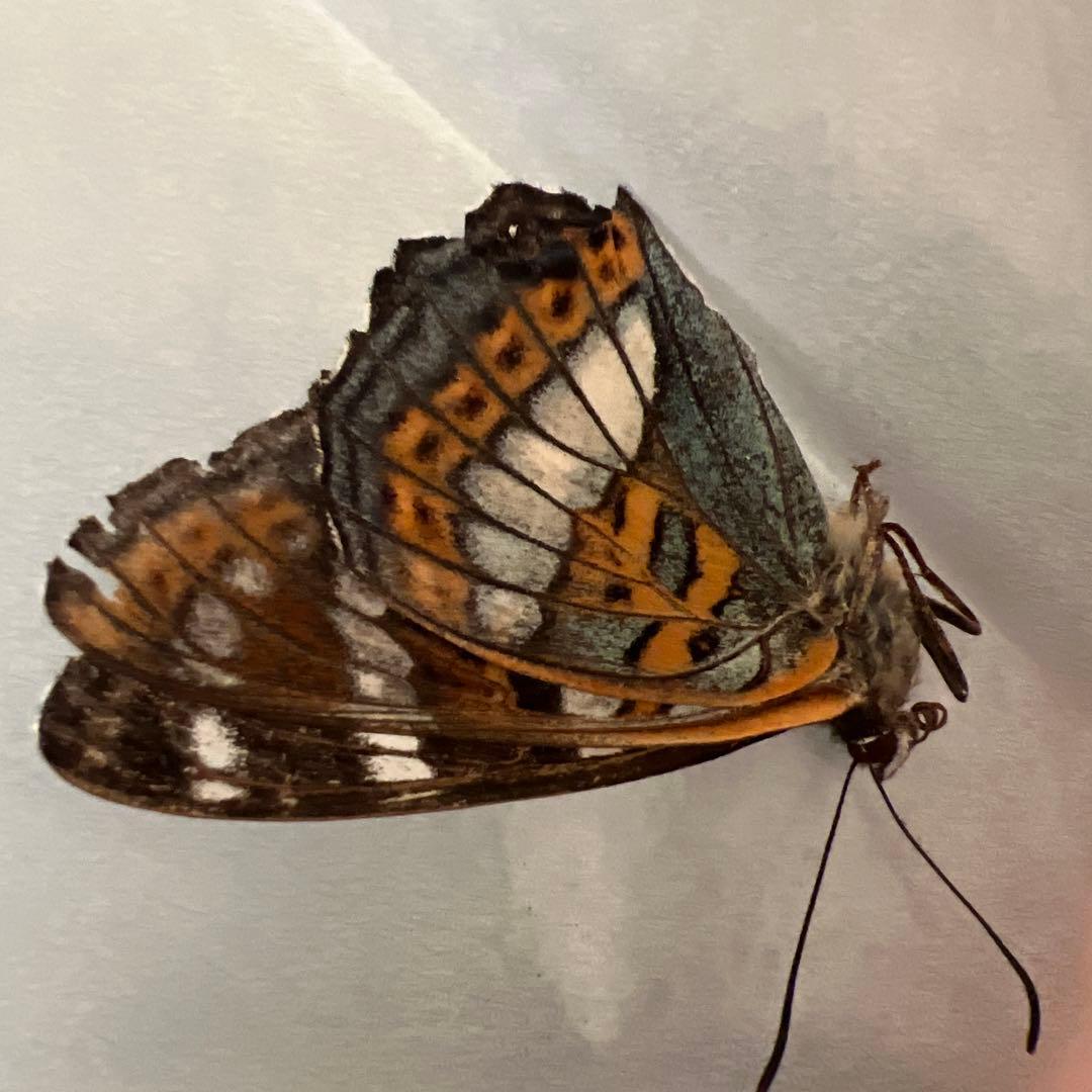 オオイチモンジチョウ　モンゴル産9頭セット