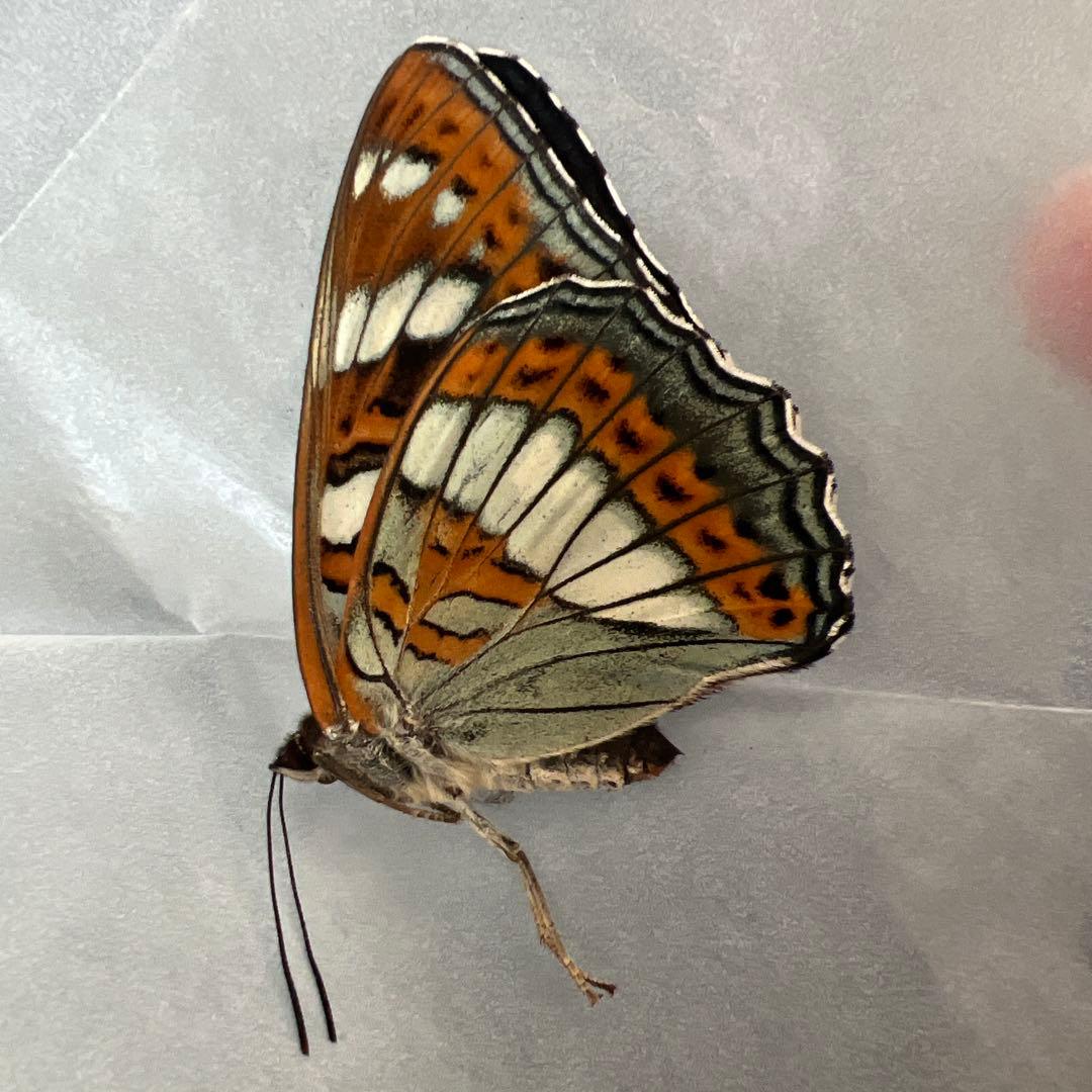 オオイチモンジチョウ　モンゴル産9頭セット