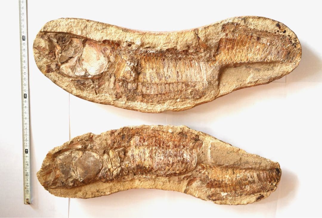 一億数千年前の獰猛・絶滅古代魚ヴィンクティフェルの希少美ネガポジ大型化石